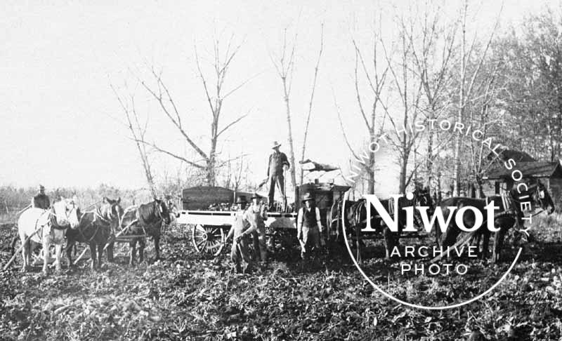 Nimrod Henry Sugar Beet Crew
