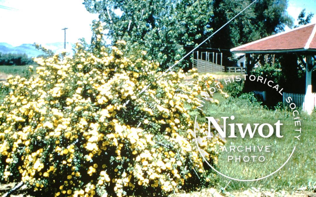 Niwot Community Garden