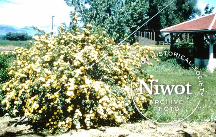 Niwot Community Garden